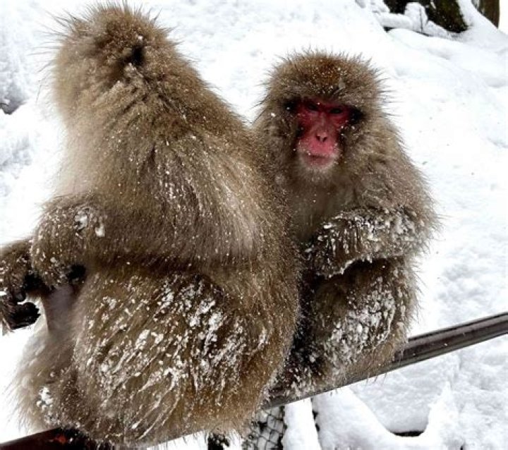 Are The Arctic Monkeys Breaking Up? An In-Depth Analysis