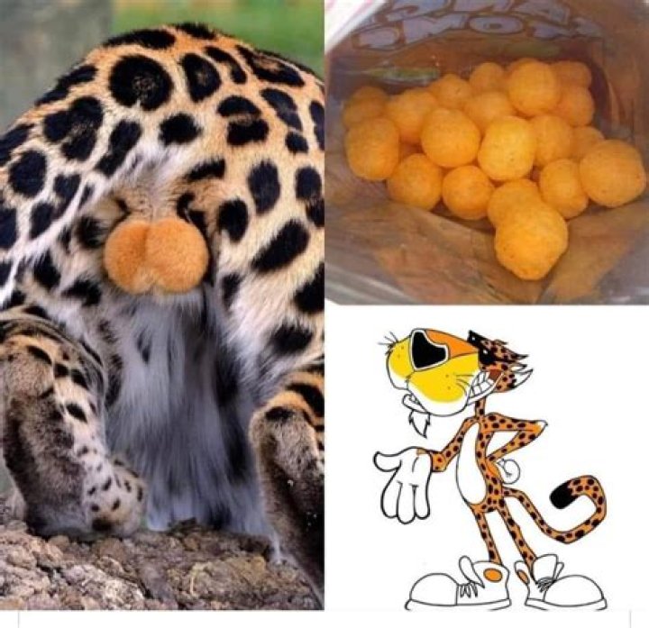 Cheetos Cheetah Balls: A Comprehensive Guide to the Ultimate Snack Experience