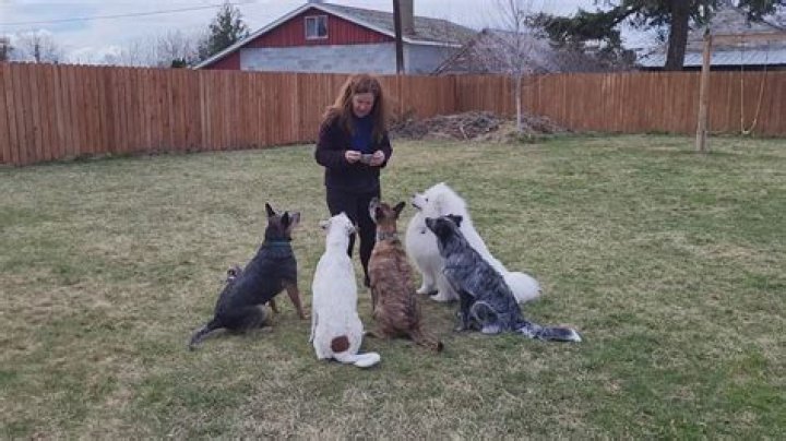 Unleashing the Power of Dog Breeds: A Comprehensive Guide for Dog Lovers