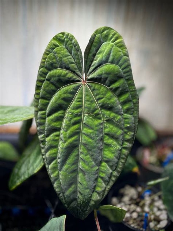 Exploring the Enchanting Beauty of Emma Anturium