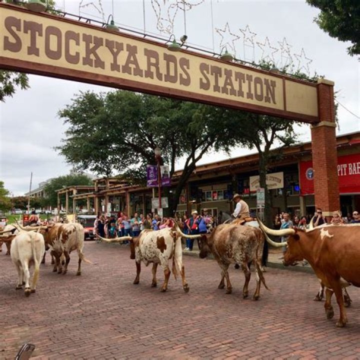 Guide To Pavy Stockyards: History, Facilities, And More