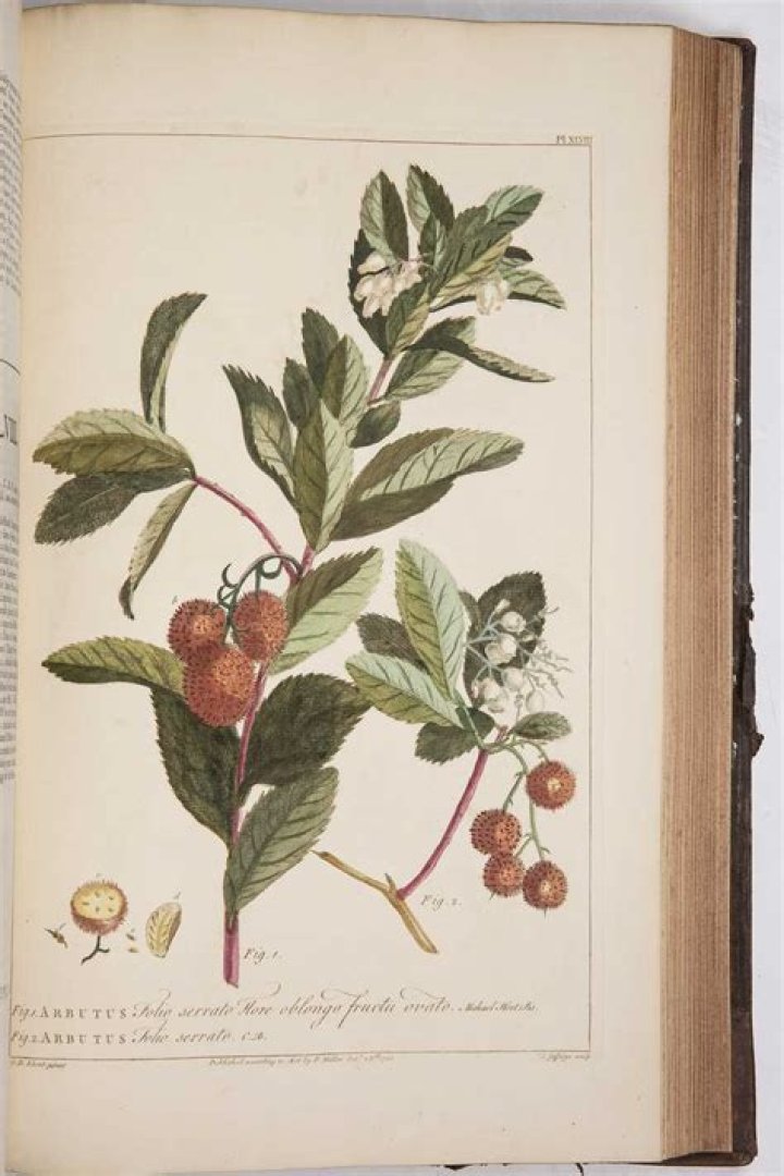 Learn About Jennie Salmon: The Renowned Scottish Botanist