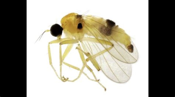 New Insects Discovered: A Fascinating Journey into the World of Biodiversity