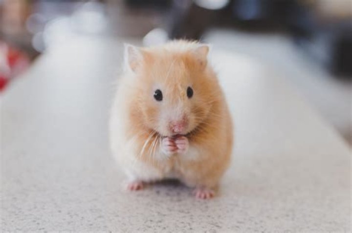 O Hamster: The Ultimate Guide to Understanding and Caring for Your Pet