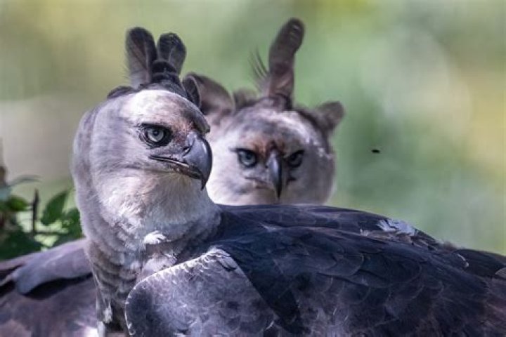 The Colombian National Bird: Harpy Eagles' Majesty and Significance