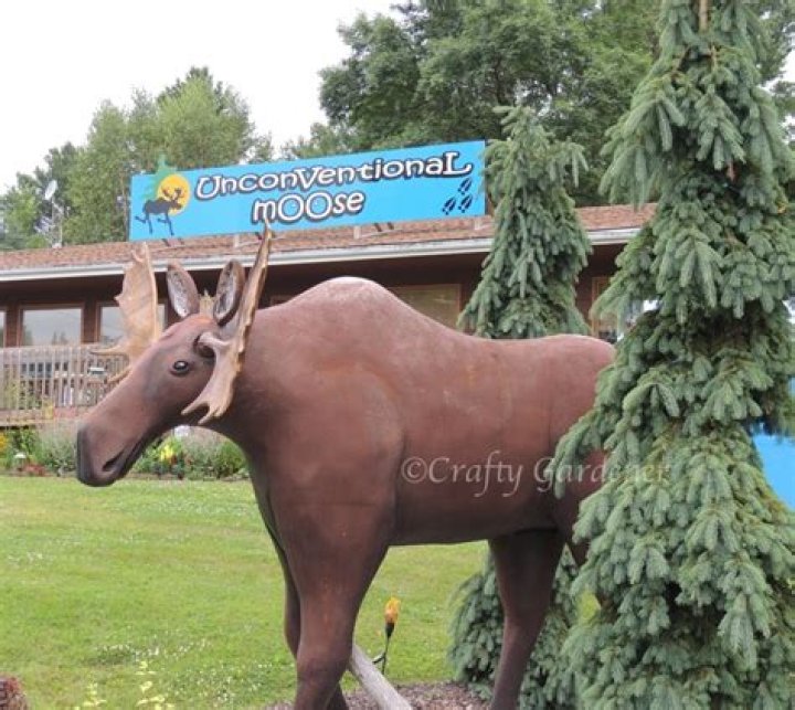 Unconventional Moose: Discovering the Unique World of These Majestic Creatures
