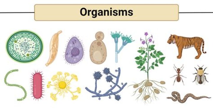 Uncover The Intriguing World Of Organism Plants