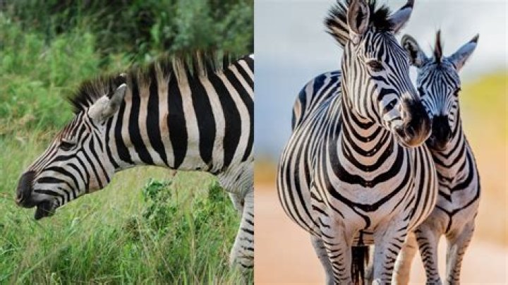 Zebra Sounds: Understanding What Does a Zebra Sound Like