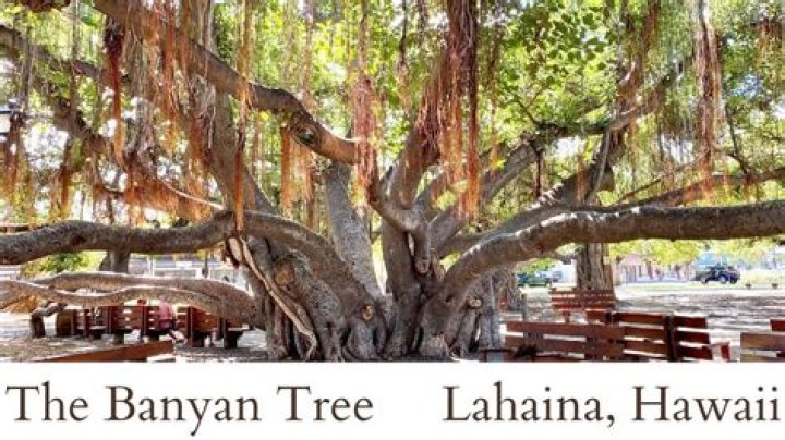 Where is the Oldest Banyan Tree Located: Discover the Ancient Marvel