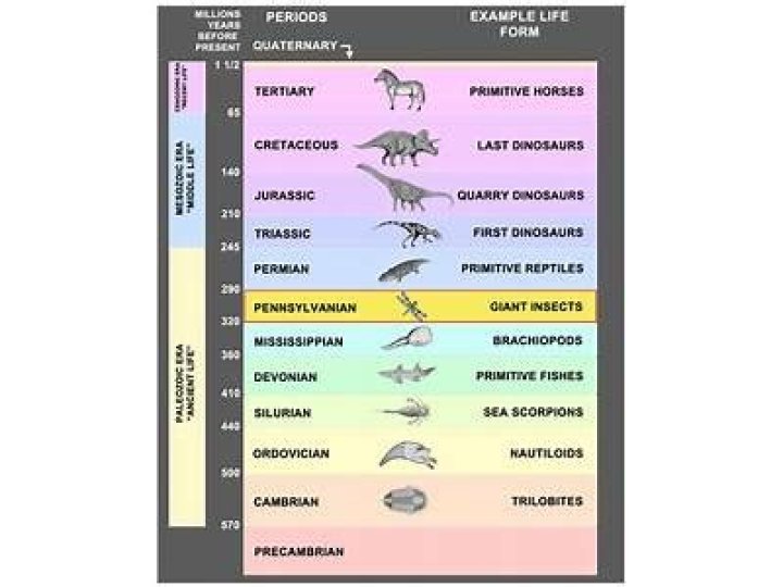 Which Period on the Geological Time Scale Did Insects Appear? A Comprehensive Exploration