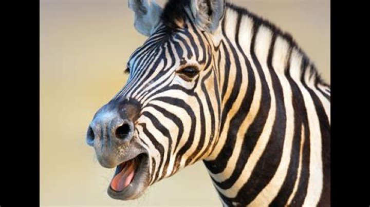 Zebra Sounds: Understanding the Communication of These Striped Beauties